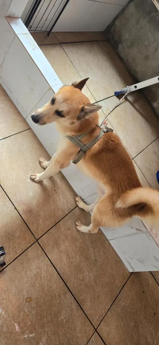 Cachorro raça SRD-ViraLata idade 6 ou mais anos nome Denis