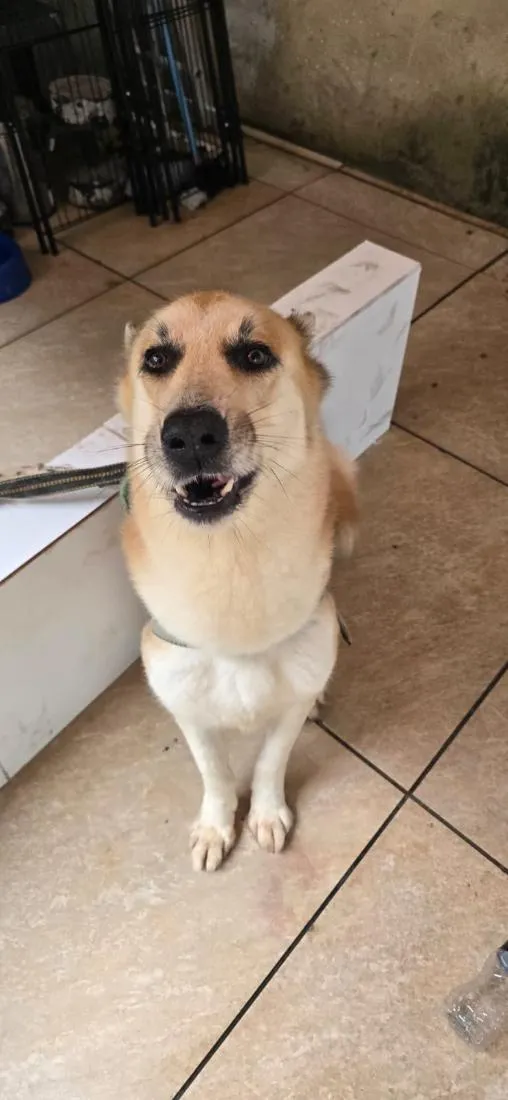 Cachorro raça SRD-ViraLata idade 6 ou mais anos nome Denis