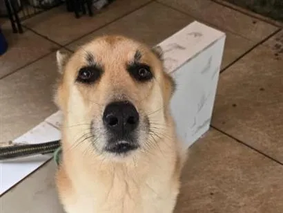 Cachorro raça SRD-ViraLata idade 6 ou mais anos nome Denis