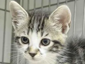 Gato raça SRD-ViraLata idade 2 a 6 meses nome Sushi 
