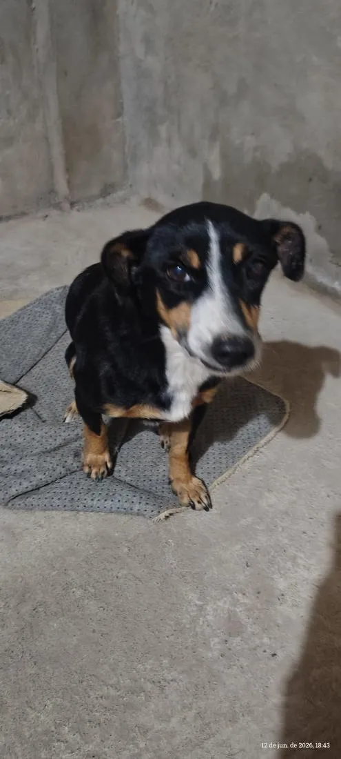 Cachorro raça SRD-ViraLata idade 5 anos nome Neguinho