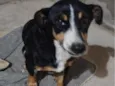 Neguinho