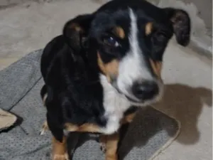 Cachorro raça SRD-ViraLata idade 5 anos nome Neguinho