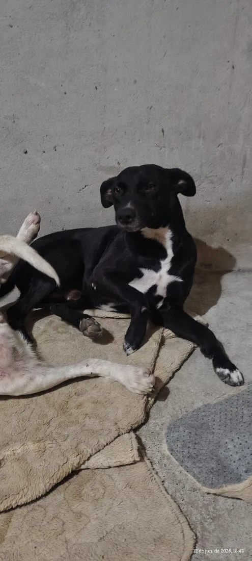 Cachorro raça SRD-ViraLata idade 2 anos nome Jorge