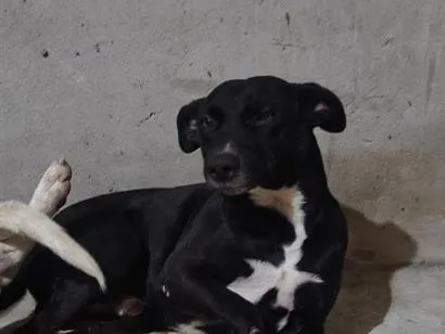 Cachorro raça SRD-ViraLata idade 2 anos nome Jorge