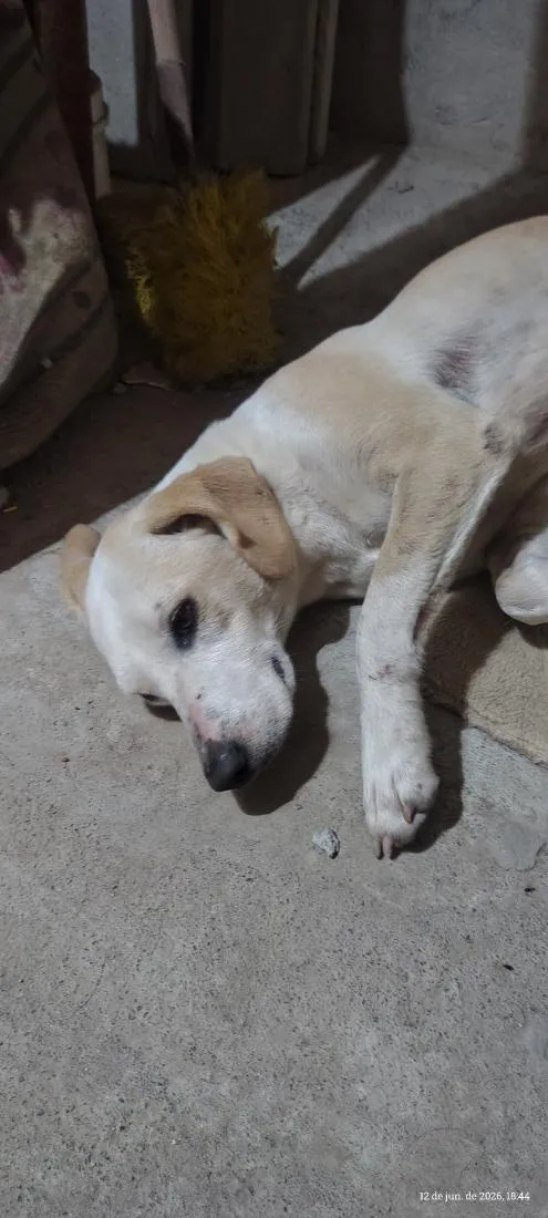 Cachorro raça SRD-ViraLata idade 4 anos nome Julie