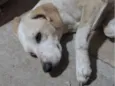 Julie