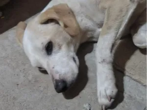 Cachorro raça SRD-ViraLata idade 4 anos nome Julie
