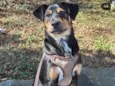 Duke