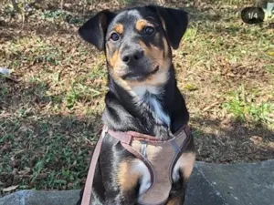 Cachorro raça SRD-ViraLata idade 1 ano nome Duke