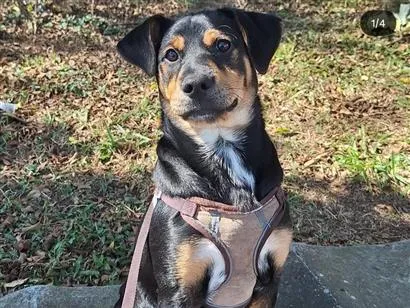 Cachorro raça SRD-ViraLata idade 1 ano nome Duke