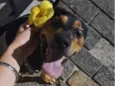 Duke