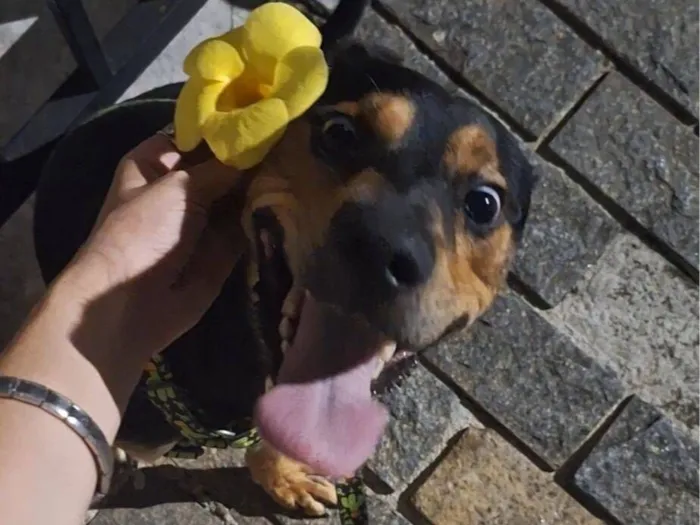 Cachorro raça SRD-ViraLata idade 1 ano nome Duke