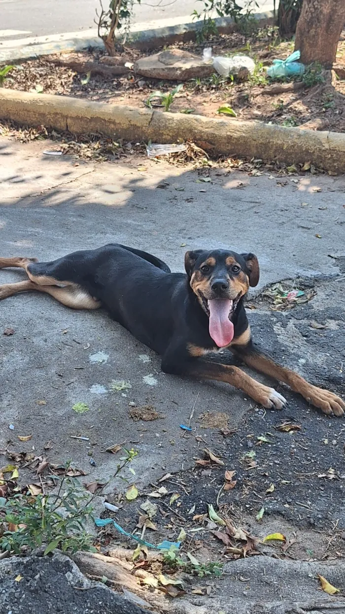 Cachorro raça SRD-ViraLata idade 1 ano nome Duke