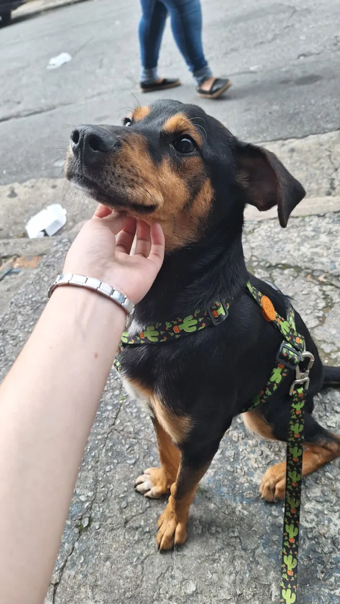 Cachorro raça SRD-ViraLata idade 1 ano nome Duke