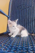 Mel