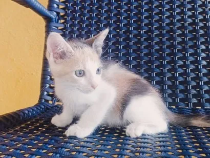 Gato raça SRD-ViraLata idade 2 a 6 meses nome Mel