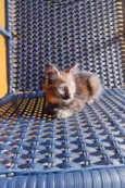 Agatha 