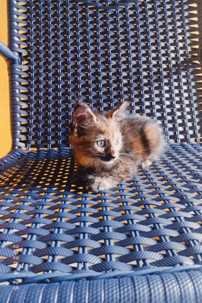 Gato raça SRD-ViraLata idade 2 a 6 meses nome Agatha 