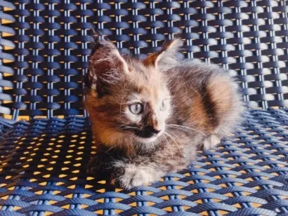Gato raça SRD-ViraLata idade 2 a 6 meses nome Agatha 
