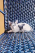 Tom