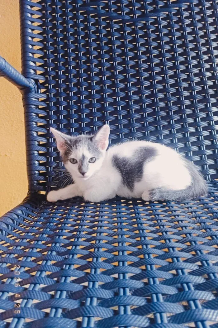 Gato raça SRD-ViraLata idade 2 a 6 meses nome Tom