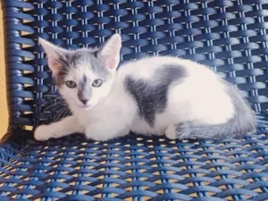 Gato raça SRD-ViraLata idade 2 a 6 meses nome Tom