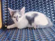 Tom