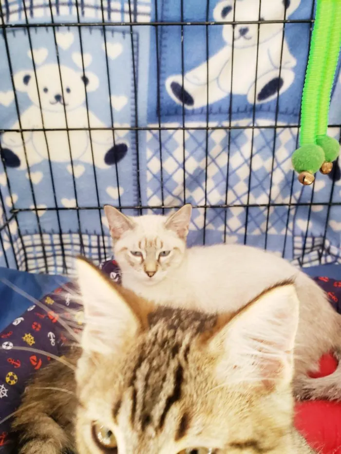 Gato raça SRD-ViraLata idade 2 a 6 meses nome Alasca felv ÷