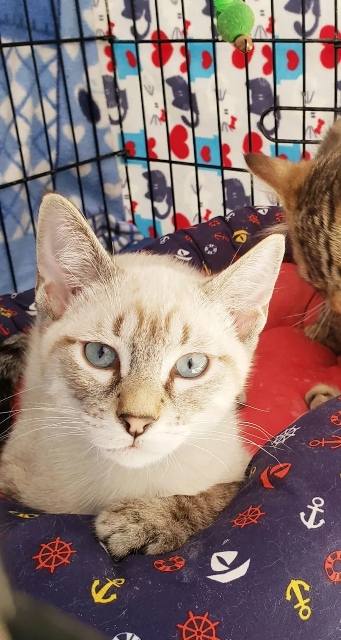 Gato raça SRD-ViraLata idade 2 a 6 meses nome Alasca felv ÷