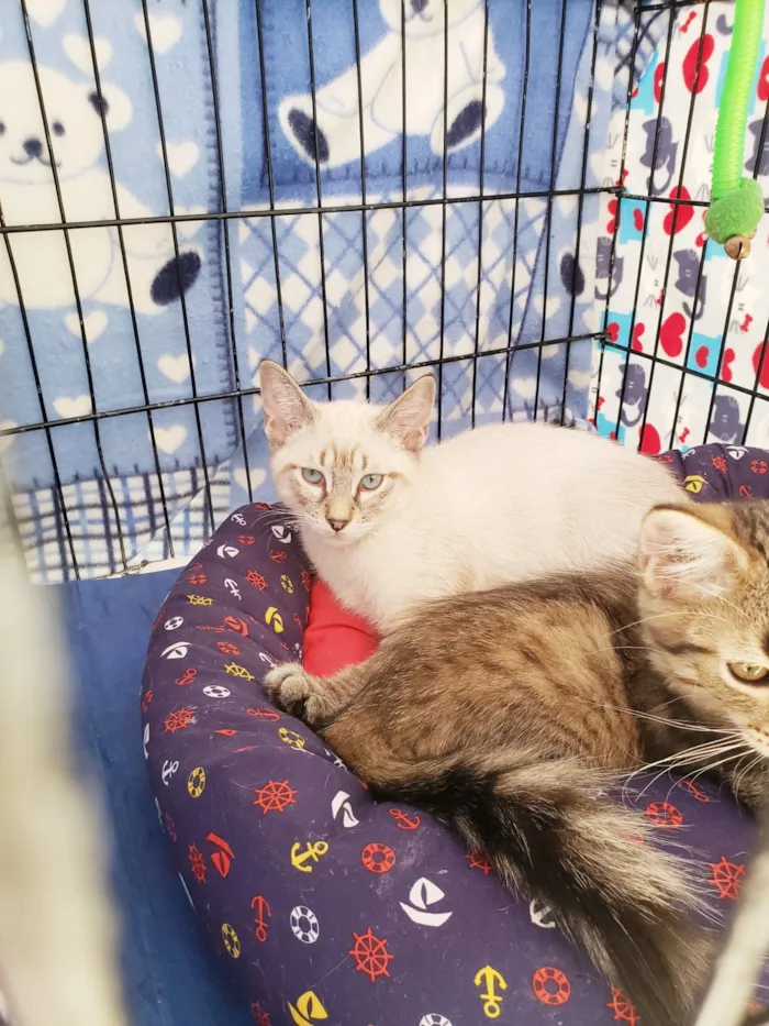 Gato raça SRD-ViraLata idade 2 a 6 meses nome Alasca felv ÷