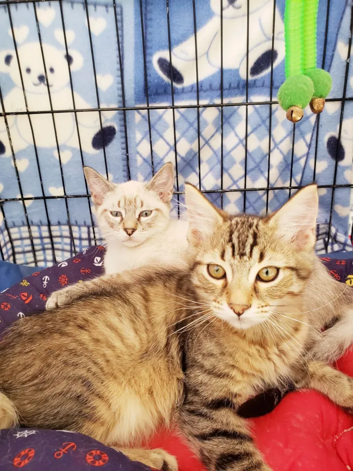 Gato raça SRD-ViraLata idade 2 a 6 meses nome Alasca felv ÷