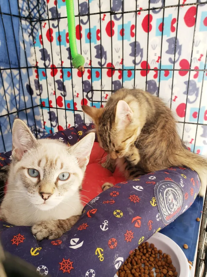Gato raça SRD-ViraLata idade 2 a 6 meses nome Alasca felv ÷