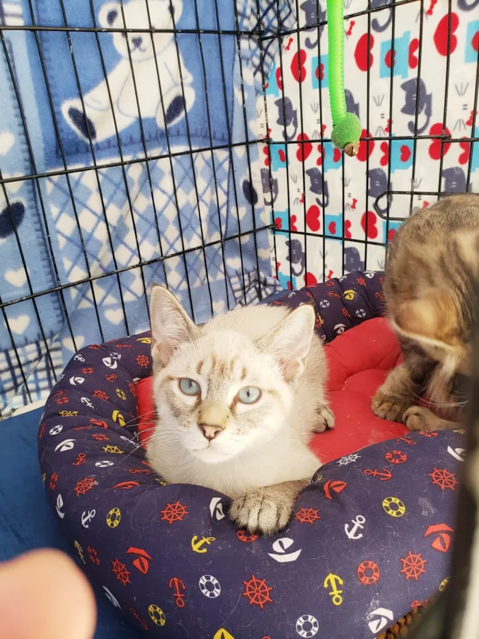 Gato raça SRD-ViraLata idade 2 a 6 meses nome Alasca felv ÷