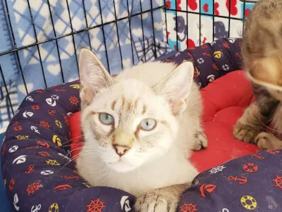Gato raça SRD-ViraLata idade 2 a 6 meses nome Alasca felv ÷