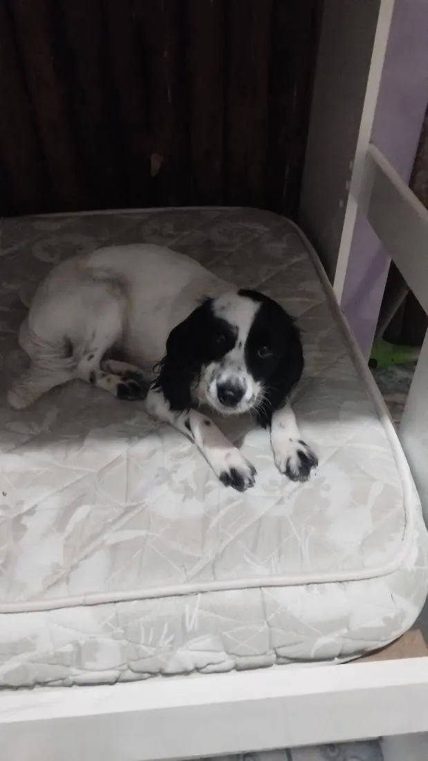 Cachorro raça SRD-ViraLata idade 1 ano nome Lara