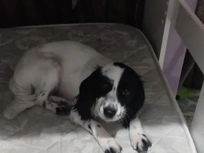 Cachorro raça SRD-ViraLata idade 1 ano nome Lara