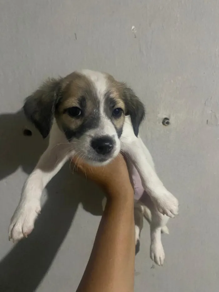 Cachorro raça SRD-ViraLata idade 2 a 6 meses nome THEODORO