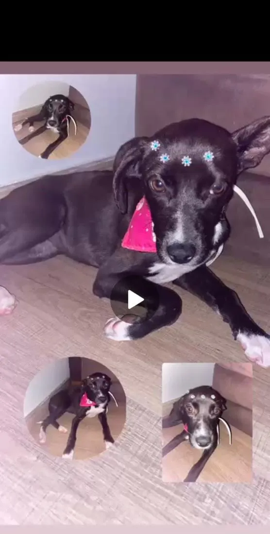 Cachorro raça SRD-ViraLata idade 1 ano nome chanel