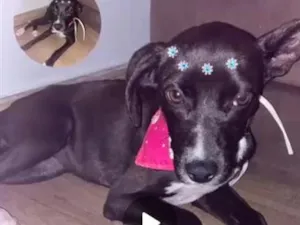 Cachorro raça SRD-ViraLata idade 1 ano nome chanel
