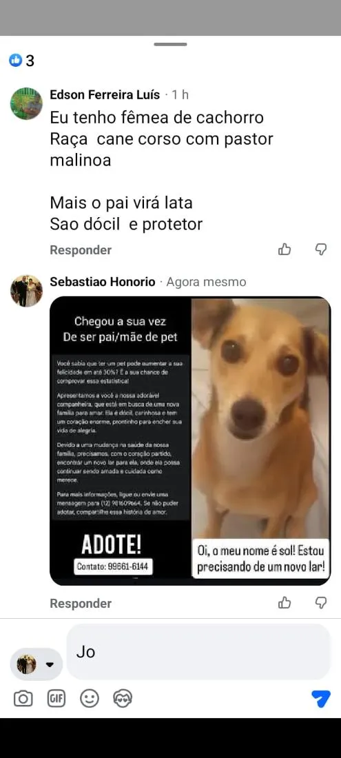 Cachorro raça SRD-ViraLata idade 4 anos nome Sol