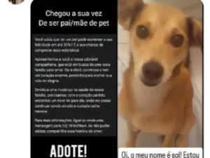 Cachorro raça SRD-ViraLata idade 4 anos nome Sol