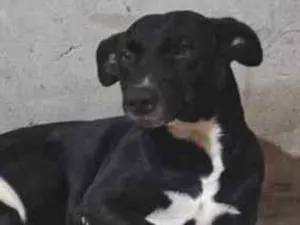 Cachorro raça SRD-ViraLata idade 2 anos nome Jorge