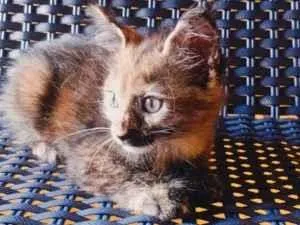 Gato raça SRD-ViraLata idade 2 a 6 meses nome Agatha 