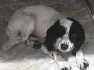 Cachorro raça SRD-ViraLata idade 1 ano nome Lara