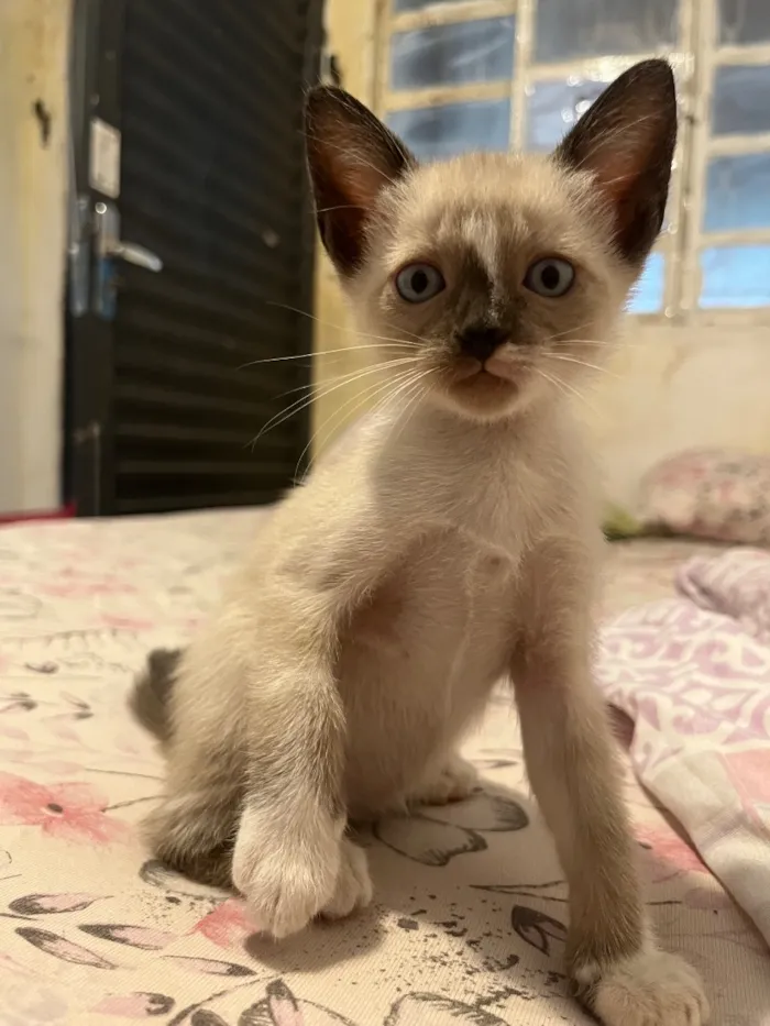 Gato raça SRD-ViraLata idade Abaixo de 2 meses nome Branquinha