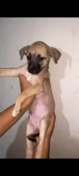 Simão 