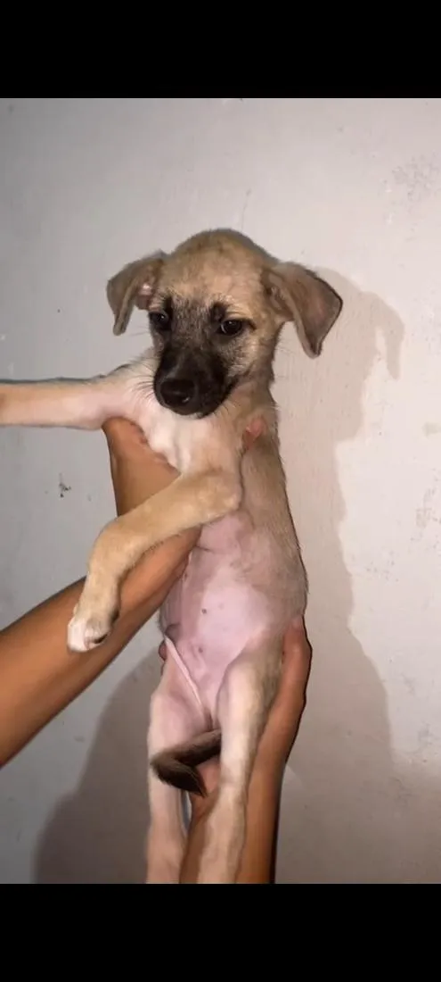 Cachorro raça SRD-ViraLata idade 2 a 6 meses nome Simão 