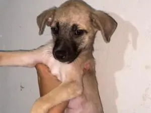 Cachorro raça SRD-ViraLata idade 2 a 6 meses nome Simão 
