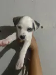 Pirata